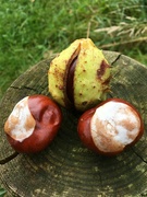 1st Oct 2021 - Conkers!