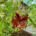 Pomegranate by monicac