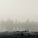 Foggy Morning  by clay88