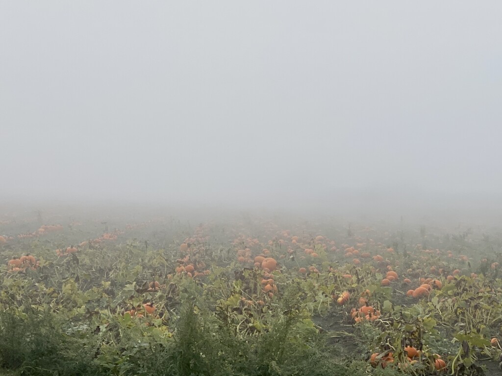 Foggy Pumpkins  by clay88