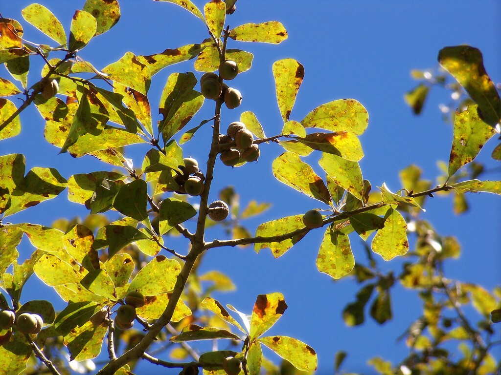 Water oak acorns by marlboromaam
