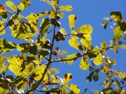1st Oct 2021 - Water oak acorns