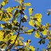 Water oak acorns by marlboromaam