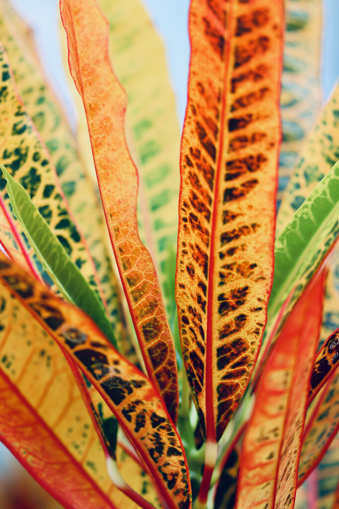 Coloured, patterned leaves by lisasavill