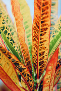 1st Oct 2021 - Coloured, patterned leaves