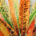 Coloured, patterned leaves by lisasavill