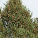 2021 Pinecone crop by larrysphotos