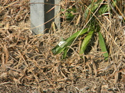 1st Oct 2021 - White Butterfly Next to Fence