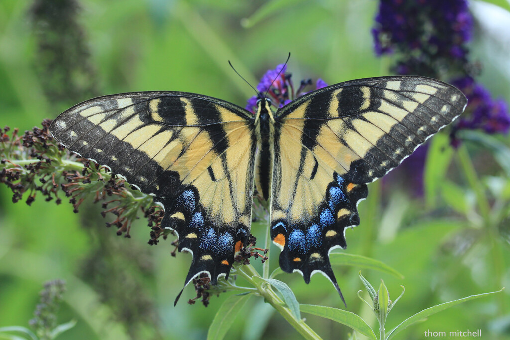 Easter Tiger Swallowtail (Female) by rhoing