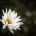 New Blooms by tina_mac