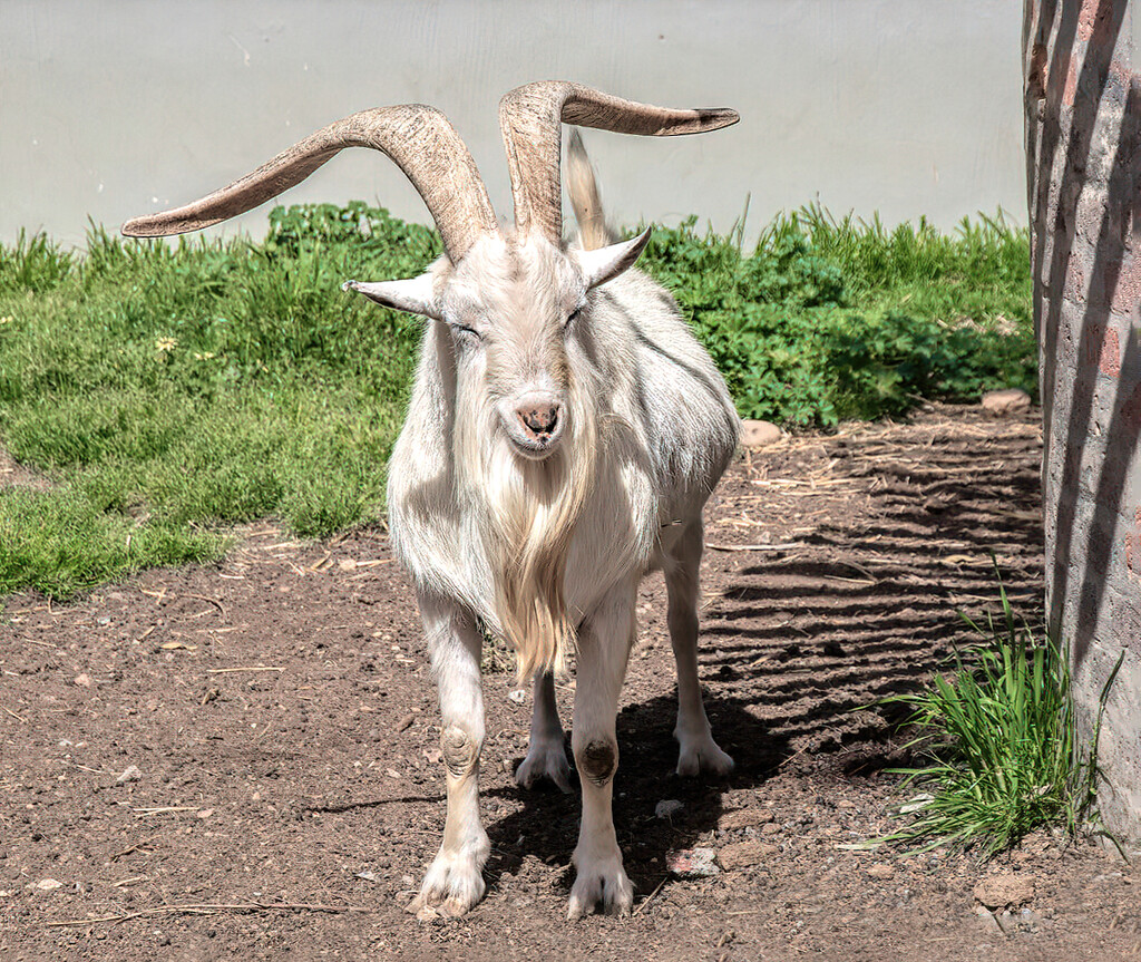 Billy Goat  by ludwigsdiana