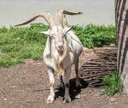 2nd Oct 2021 - Billy Goat 