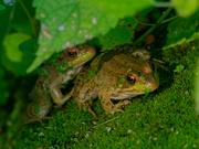 1st Oct 2021 - two frogs