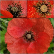 2nd Oct 2021 - Soldiers  Poppy.