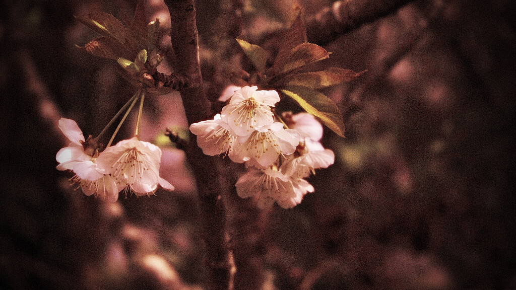 Cherry Blossom by maggiemae