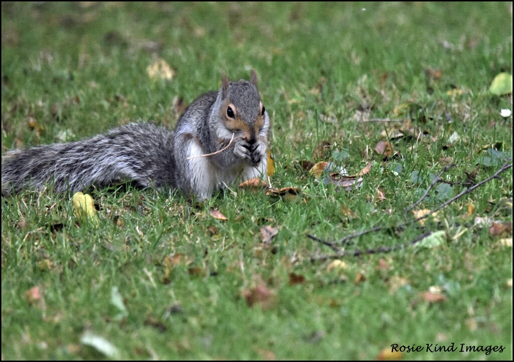 At least he's eating the nut and not burying it by rosiekind