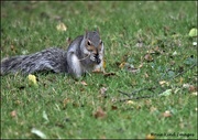 2nd Oct 2021 - At least he's eating the nut and not burying it