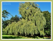 2nd Oct 2021 - Weeping Willow