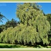 Weeping Willow by carolmw
