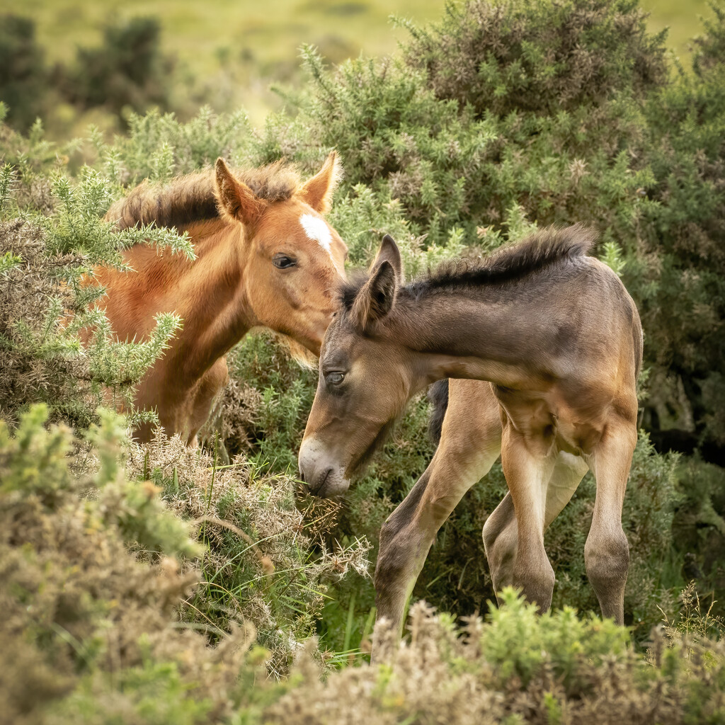 Bodmin Foals by shepherdmanswife