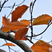 Fall leaves by midge
