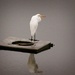 LHG-0129- Lone Egret by rontu
