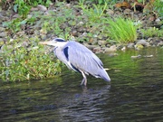 26th Sep 2021 -  Heron on the River Tees in Neasham, Darlington 