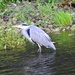  Heron on the River Tees in Neasham, Darlington  by susiemc