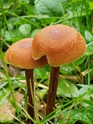 2nd Oct 2021 - Happy Mushroom under the Rain