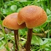 Happy Mushroom under the Rain by waltzingmarie