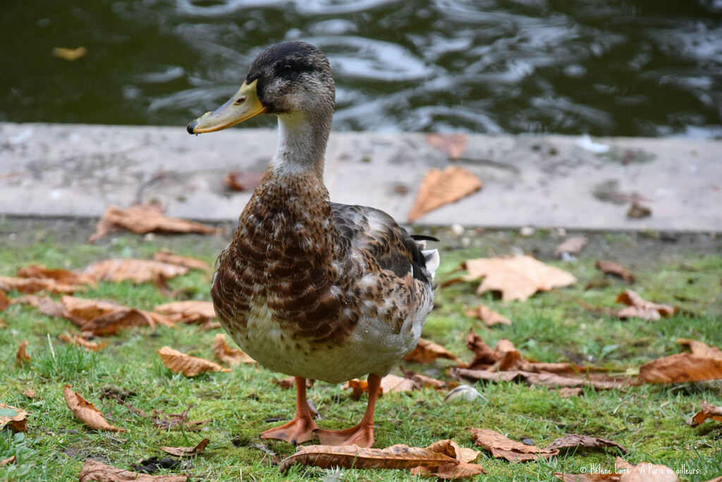 Lady Duck by parisouailleurs
