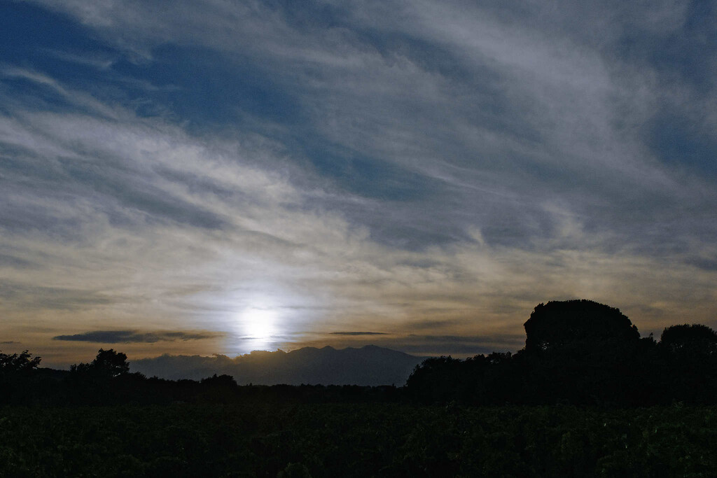 The vineyard at dusk by laroque