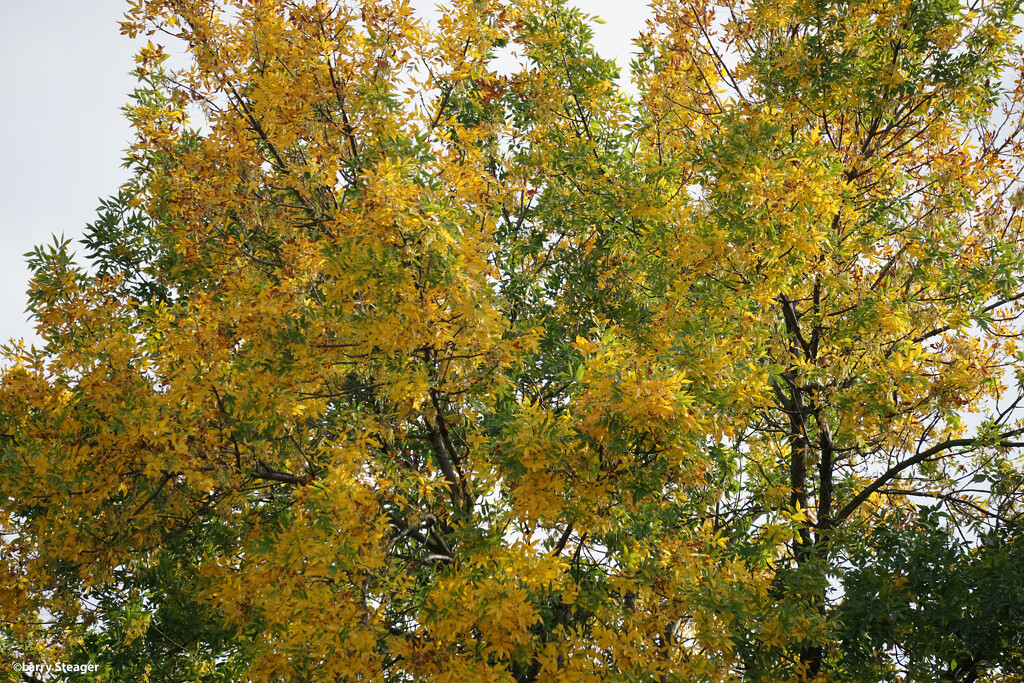 Autumn colors by larrysphotos