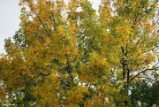 2nd Oct 2021 - Autumn colors