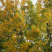 Autumn colors by larrysphotos
