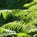 sun through the ferns by yorkshirelady