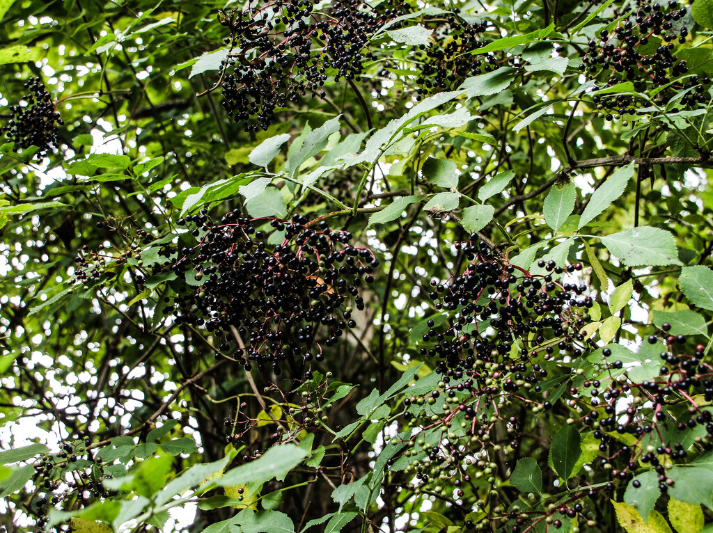 Elder Berries by nodrognai