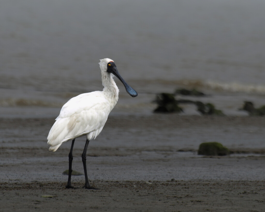 A cold looking spoonbill on a windy beach day by suez1e