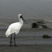 A cold looking spoonbill on a windy beach day by suez1e
