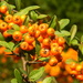 Orange Berries by sfeldphotos