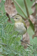 2nd Oct 2021 - Migrating Tennessee Warbler