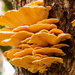 The Tree was Loaded with Fungi! by rickster549