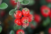 1st Oct 2021 - Cotoneaster
