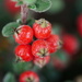 Cotoneaster by acolyte