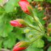 Geranium Buds by onewing