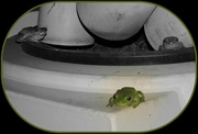 2nd Oct 2021 - Frogs Following Rain