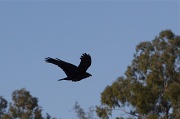 17th Jan 2011 - Raven Image