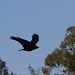 Raven Image by robv