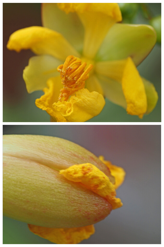 Yellow flower seed pod 2 by ianjb21