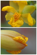 3rd Oct 2021 - Yellow flower seed pod 2